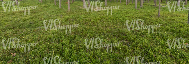beautiful green forest ground