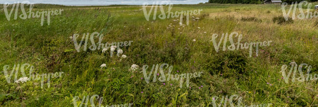 tall grass by the seaside