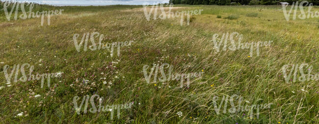 tall wild grass by the seaside