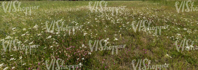 tall grass with lot of yarrow