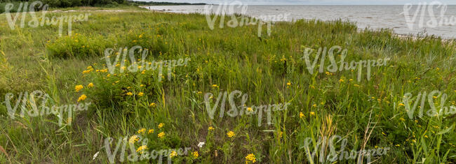 tall grass with yellow yarrow by the shore
