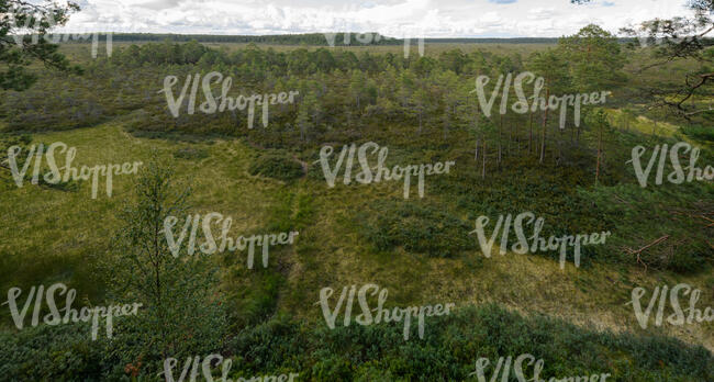 aerial view of a bog forest