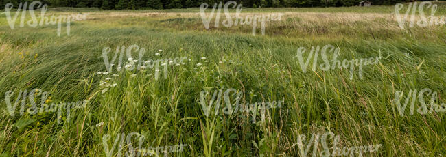 tall grass on sandy ground