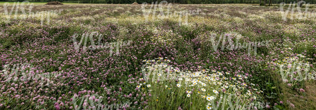 large field of blooming clover and daisies