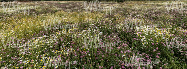 field of blooming flowers