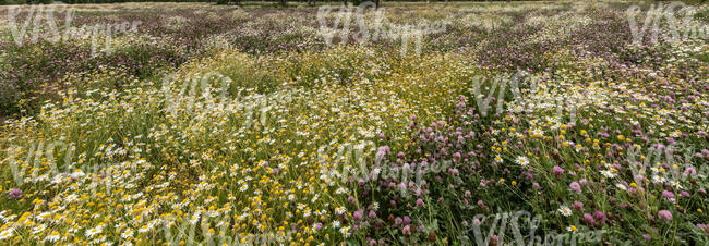 blooming clover and daisies in sunlight