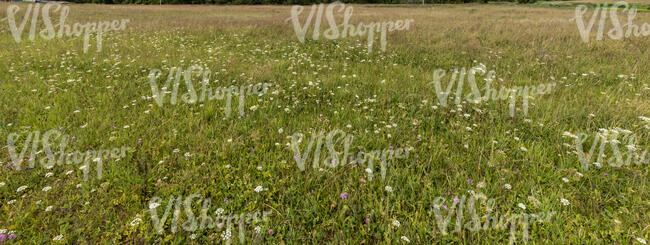 wild meadow with wild flowers