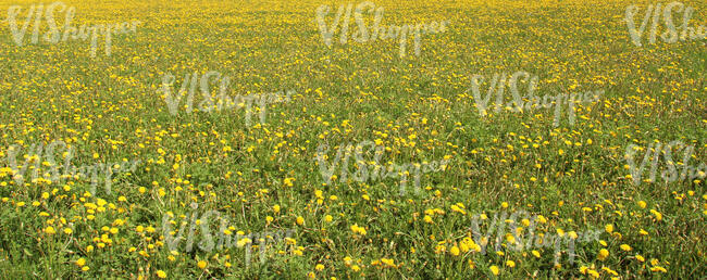 blooming dandelions