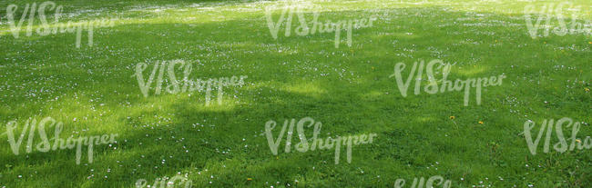 lawn in spring with shadows