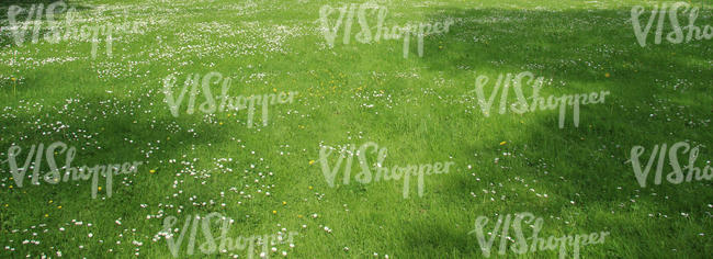 lawn with flowers and shadows