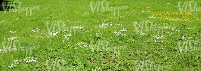 lawn with blooming clover
