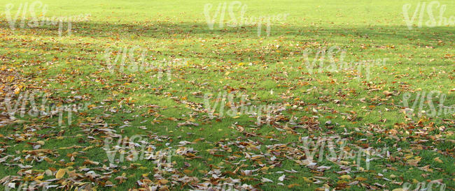 lawn with fallen leaves