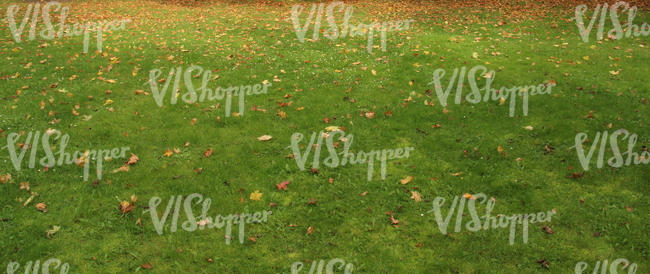 lawn with autumn leaves