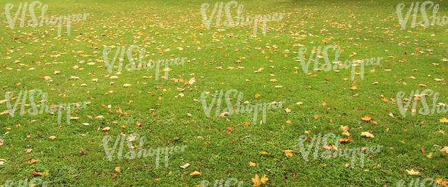 lawn with some fallen leaves