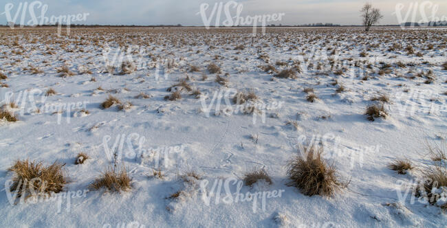 pasture in winter with snow