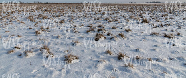 snow covered grassland