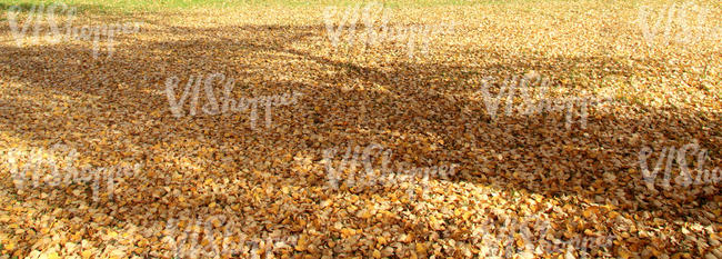 ground covered with leaves