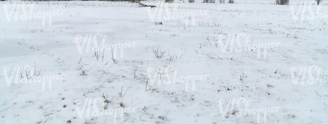 field of snow with some dry grass