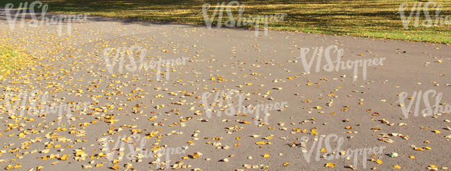 fallen leaves on asphalt in sunlight