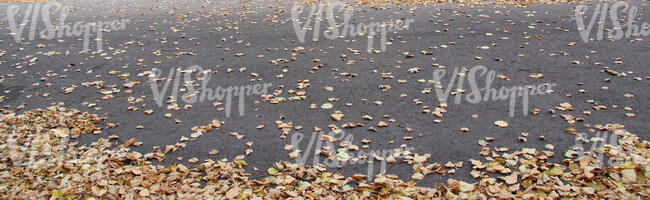 asphalt with fallen leaves