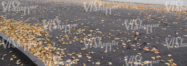 road in autumn with tree leaves