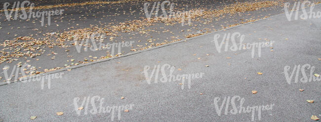 asphalt road with fallen leaves