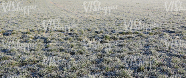 frost covered grassland