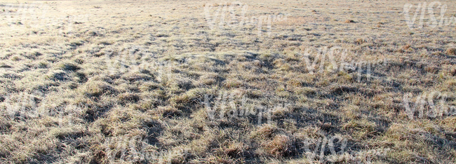 frost covered field of grass