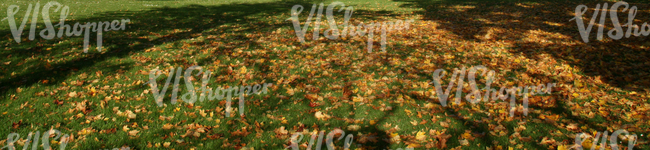 image of ground covered with leaves in autumn