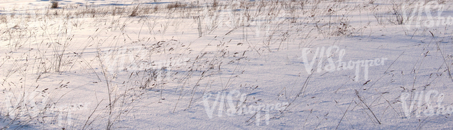 snow-covered ground with reeds