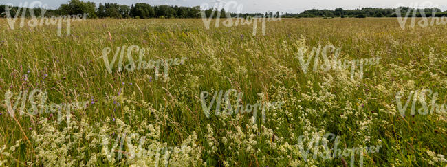 beautiful wild meadow