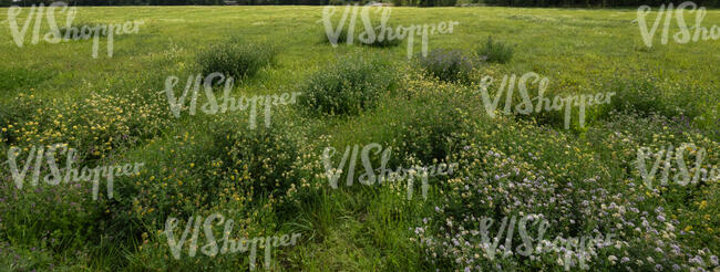 grassland with bushes of wild flowers