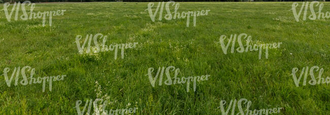 beautiful green meadow