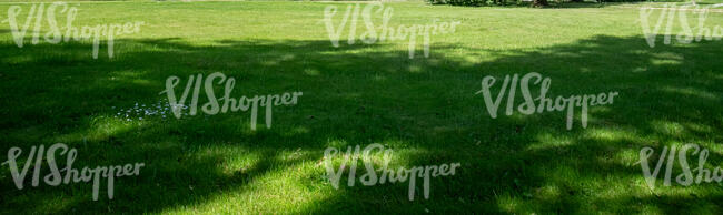 lawn with tree shadows