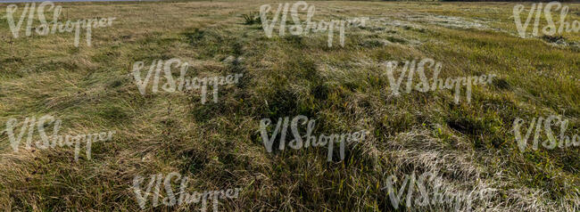 tall wild grass in the evening light