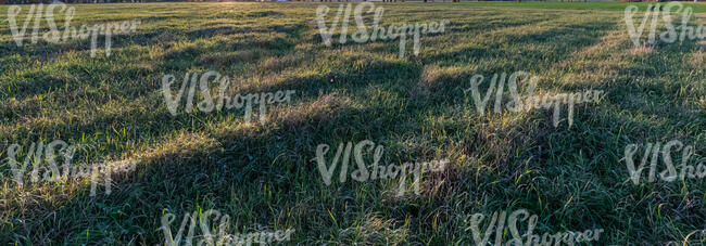 wild grass in the evening sun