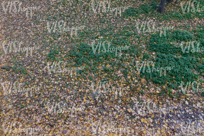 top view of a ground in autumn covered with fallen leaves