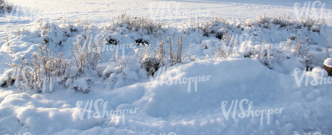 snow-covered ground with bushes