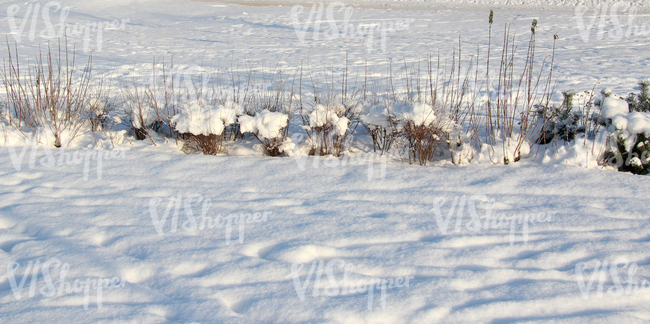 snow-covered ground with some plants