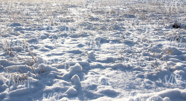 bumpy snow-covered ground with some plants