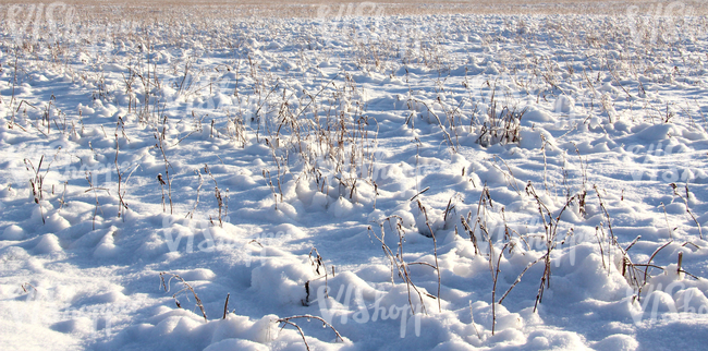 bumpy snow-covered ground with some plants