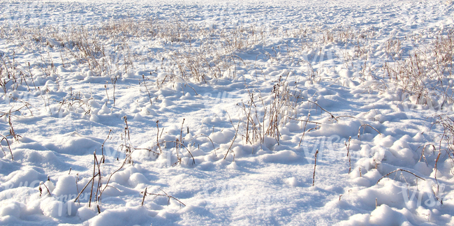 bumpy snow-covered ground with some plants