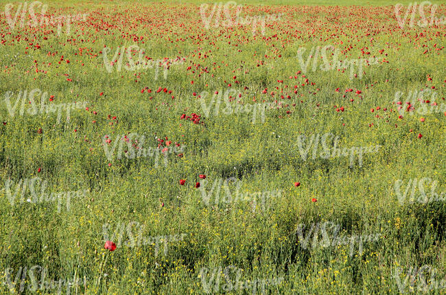 field of blooming poppies
