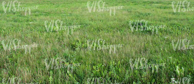 wild grass with flowers