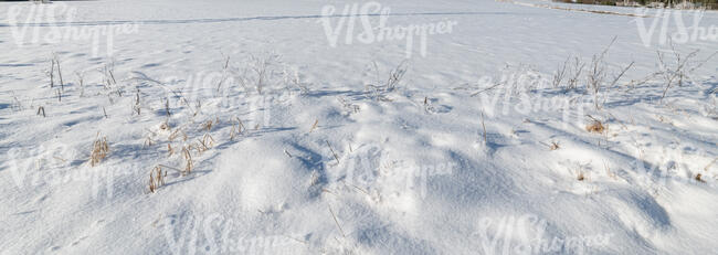 snow field in sunlight
