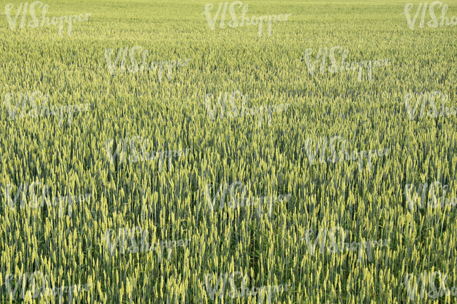 crop field