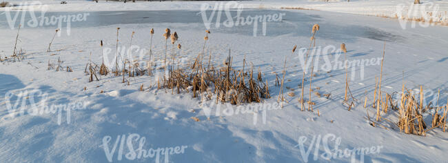 grass in a snowy field