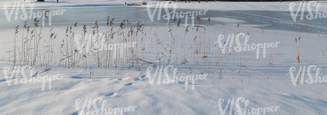snowy field with some delicate grass