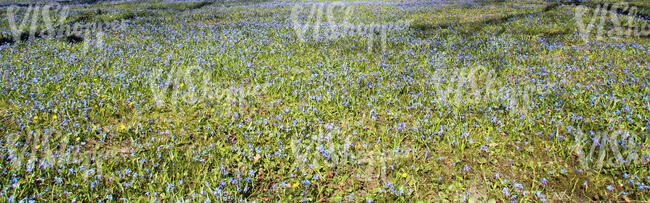 field of blooming blue spring flowers