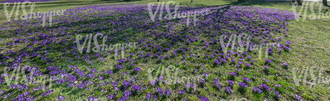 park ground with blooming crocuses